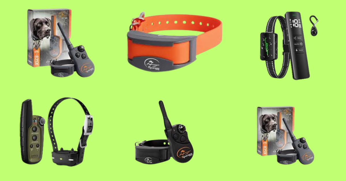 Read more about the article 10 Best Dog Training Collar in 2024
